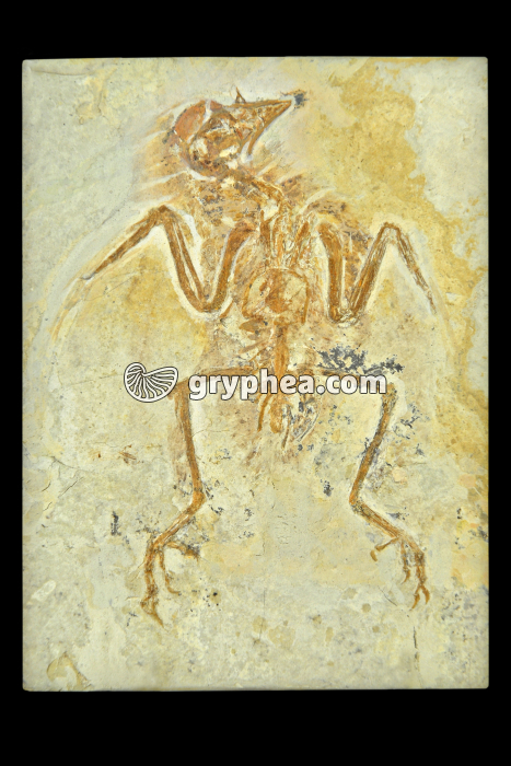 Oiseau fossilisé (Lidoxiornis deliotus, Jurassique, Chine) - gryphea.org